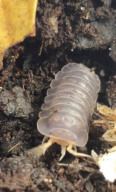 piggy isopods